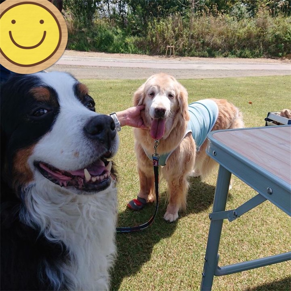 f:id:YORIKO:20240310195603j:image