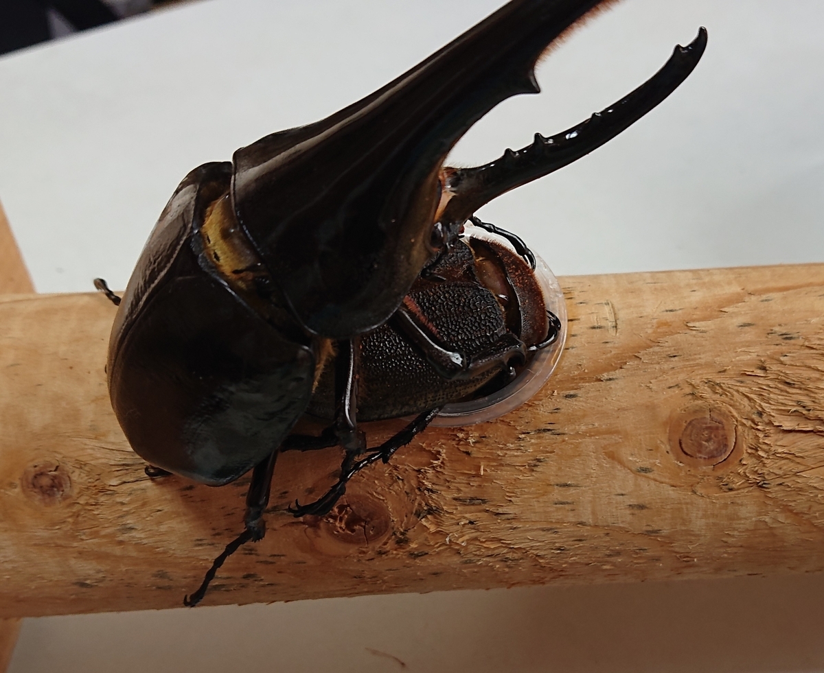 【re様とお話し中❗】ヘラクレス♂️♀️ペア re様とお話し中❗】ヘラクレス♂️♀️ペア