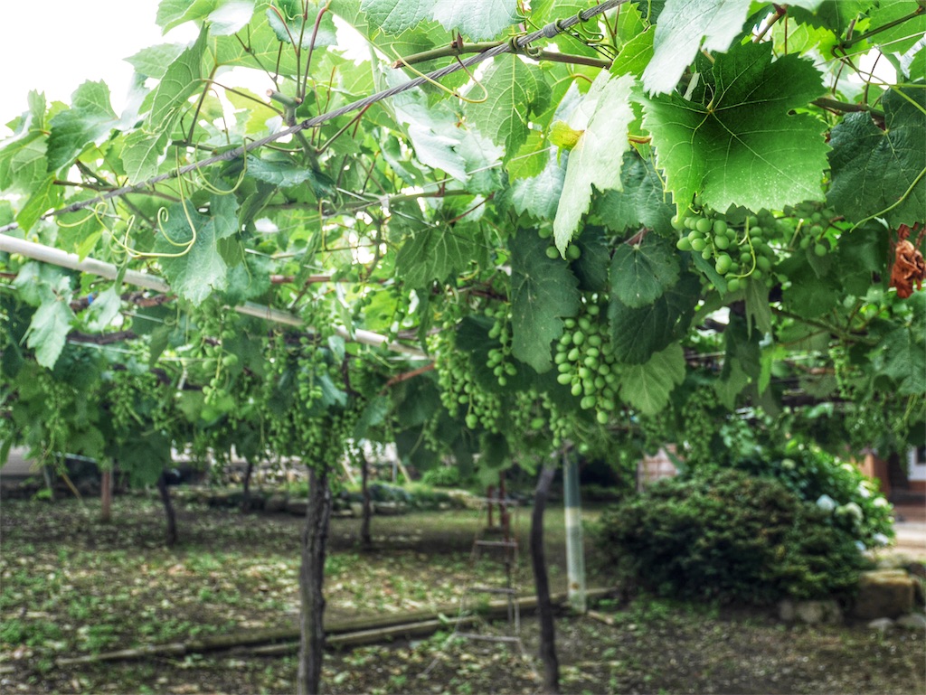 f:id:YSTiseki:20190705075013j:image f:id:YSTiseki:20190705075013j:image