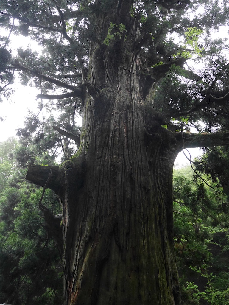 f:id:YSTiseki:20190710070320j:image f:id:YSTiseki:20190710070320j:image