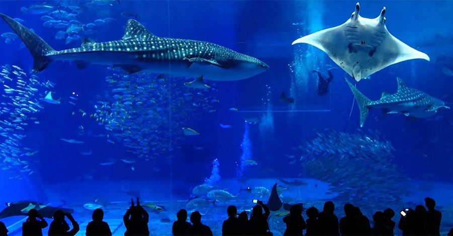 美ら海水族館