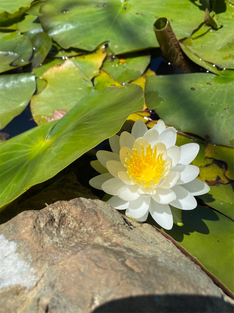 f:id:YUKI77246446:20230617042139j:image