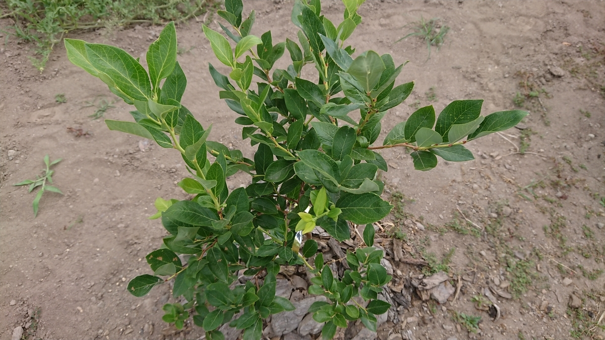 ブルーベリーの害虫駆除 Yupinの投資と暮らしの日記 ブルーベリーの害虫駆除 Yupinの投資と暮らしの日記