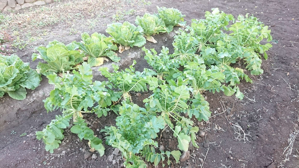 大根の収穫 貴重な冬の野菜 Yupinの投資と暮らしの日記