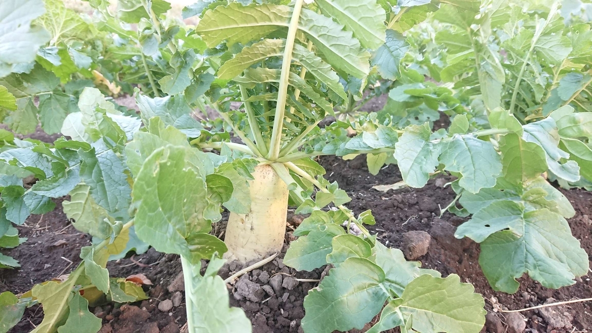 大根の収穫 貴重な冬の野菜 Yupinの投資と暮らしの日記