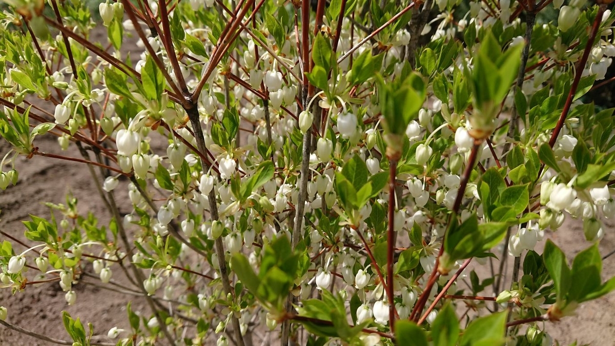 ドウダンツツジが開花 我が家の庭木 Yupinの投資と暮らしの日記