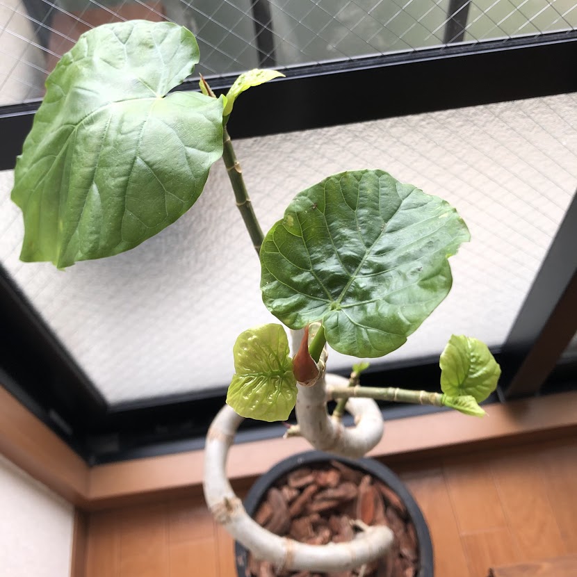 ようやくウンベラータから新芽が リヨンからbonjour