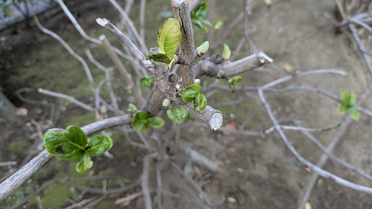 f:id:YURI1968:20260119182640j:image