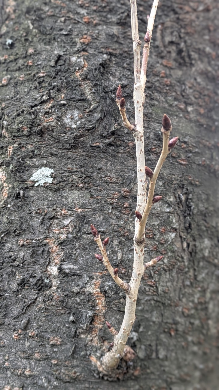 f:id:YURI1968:20260119182703j:image