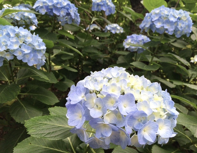 f:id:YURURI:20200516133550j:plain f:id:YURURI:20200516133550j:plain