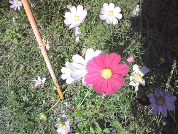 f:id:YUZUDA:20081030133425j:image f:id:YUZUDA:20081030133425j:image