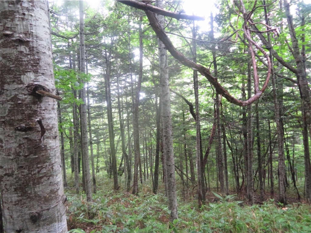 f:id:Y_takahashi_Y:20210607092347j:image