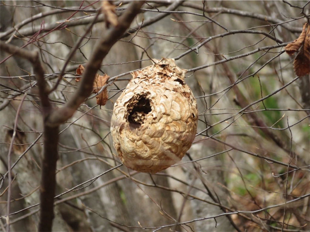 f:id:Y_takahashi_Y:20210607095248j:image