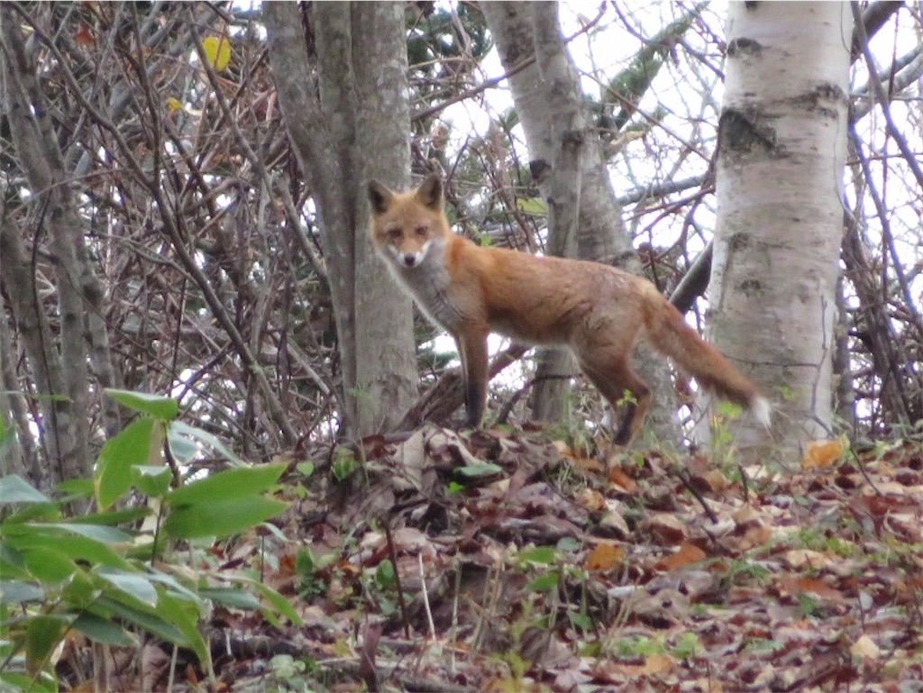 f:id:Y_takahashi_Y:20210607101345j:image