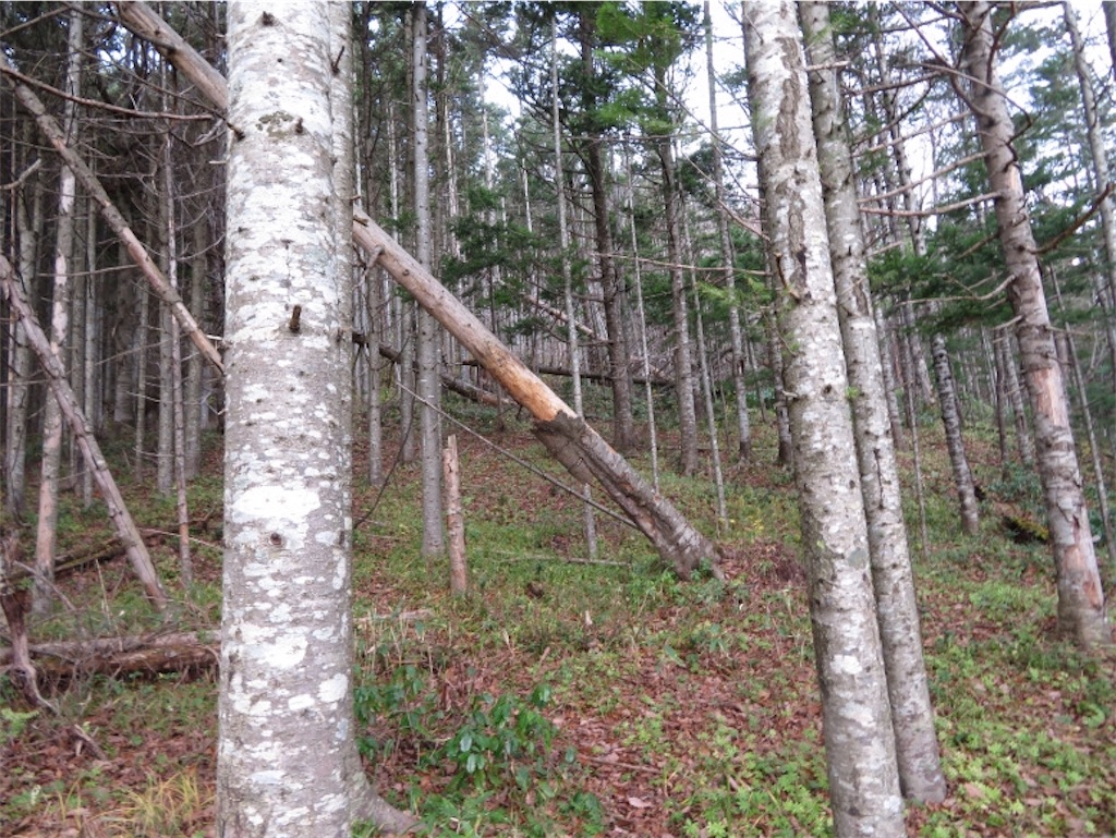 f:id:Y_takahashi_Y:20210607101604j:image