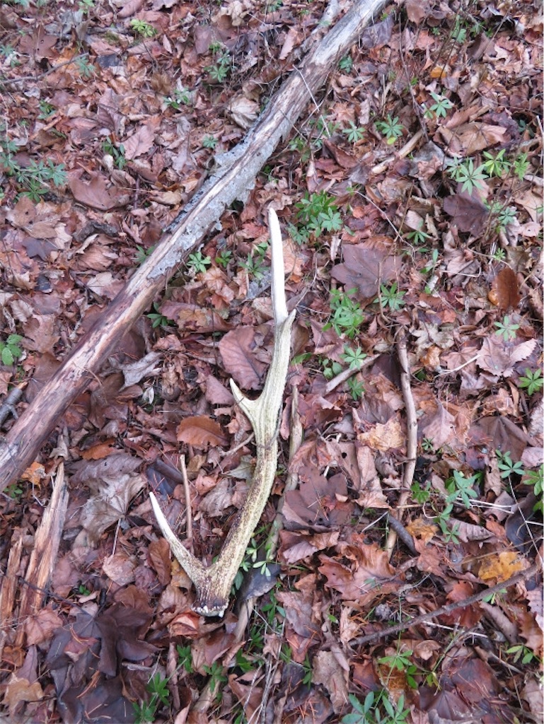 f:id:Y_takahashi_Y:20210607101626j:image