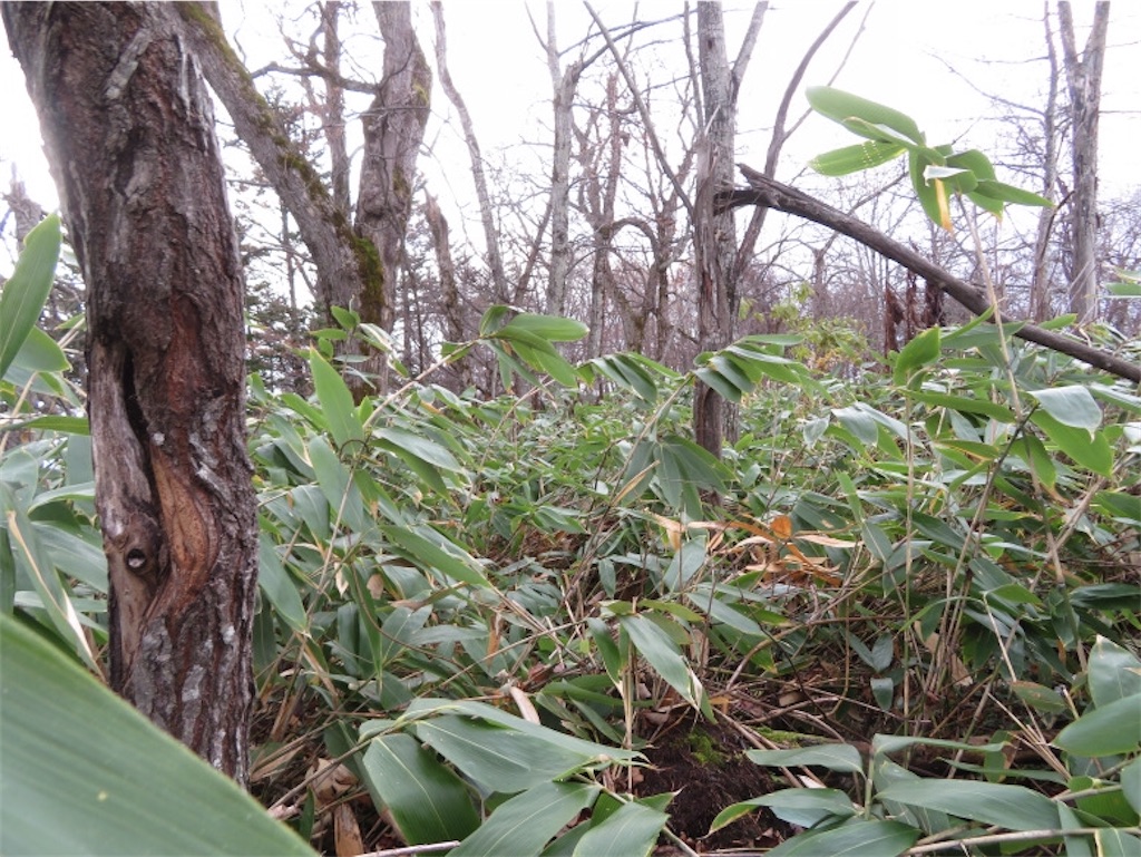 f:id:Y_takahashi_Y:20210607110530j:image