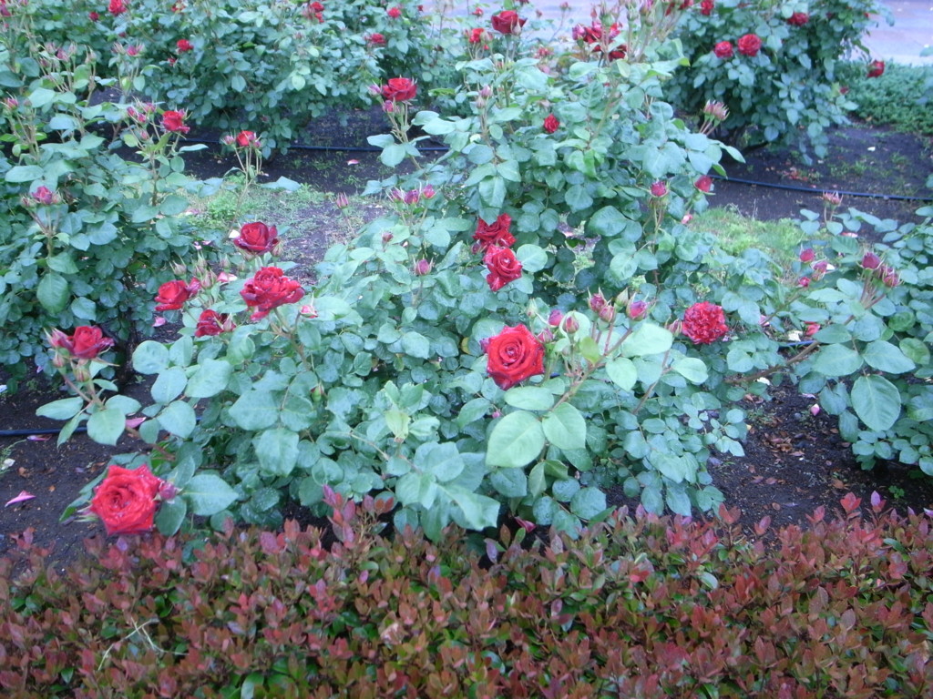 f:id:Yagyu8bei:20180503063953j:plain