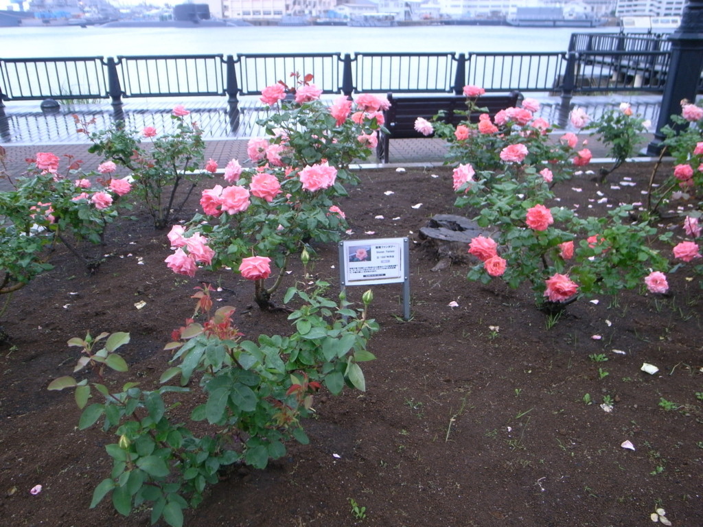 f:id:Yagyu8bei:20180503064043j:plain