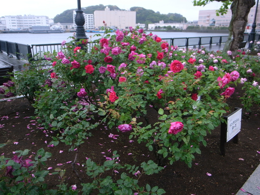 f:id:Yagyu8bei:20180503064059j:plain