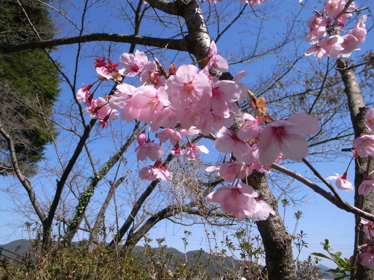 f:id:Yagyu8bei:20200320133900j:plain