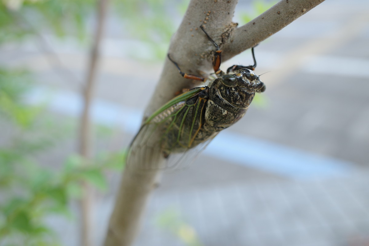 f:id:Yagyu8bei:20210724061917j:plain