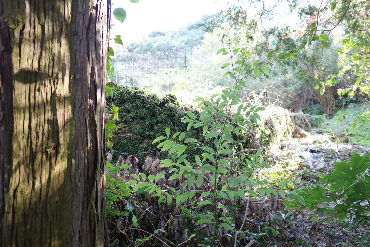 f:id:Yagyu8bei:20211128134941j:plain