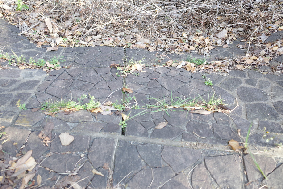 f:id:Yagyu8bei:20211222150405j:plain