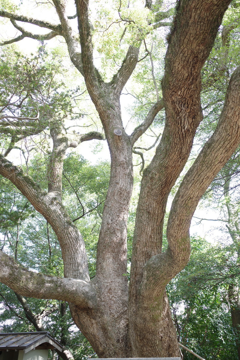 f:id:Yagyu8bei:20220410101259j:plain