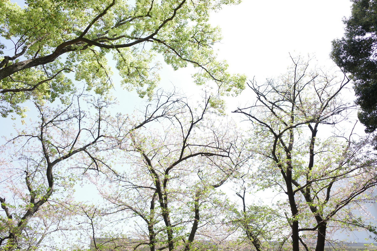 f:id:Yagyu8bei:20220410104610j:plain