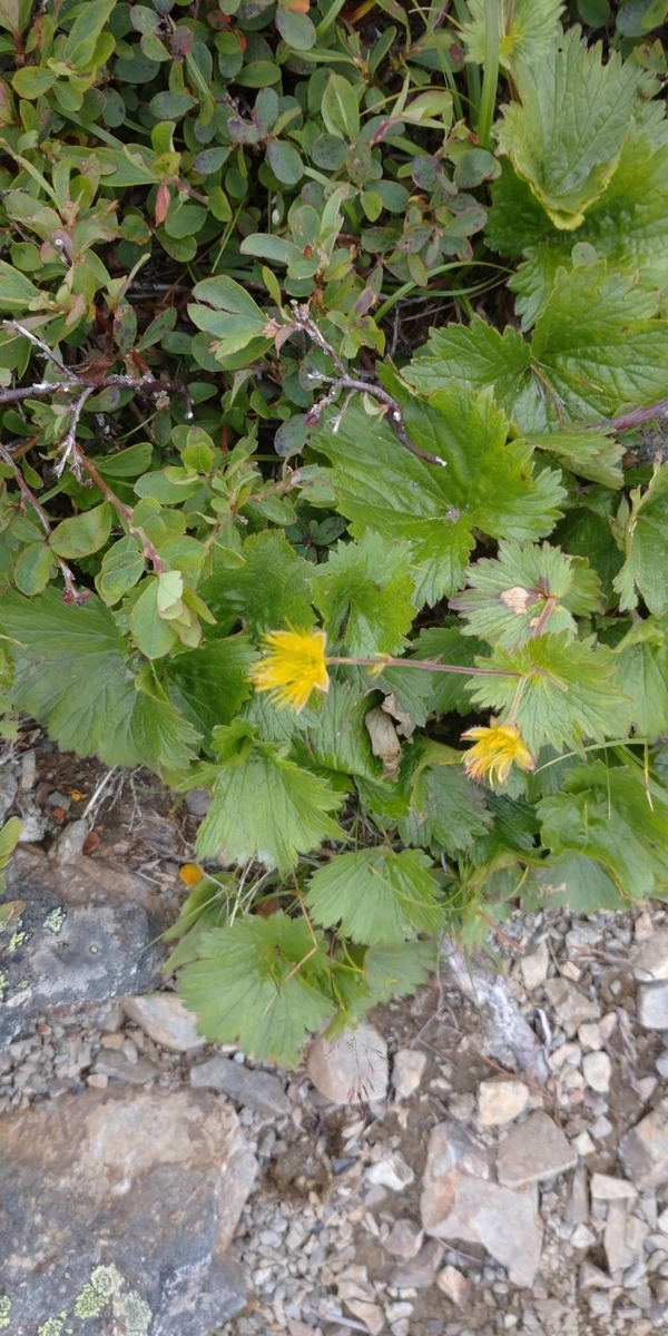 f:id:YamaTarou:20200821185420j:plain f:id:YamaTarou:20200821185420j:plain