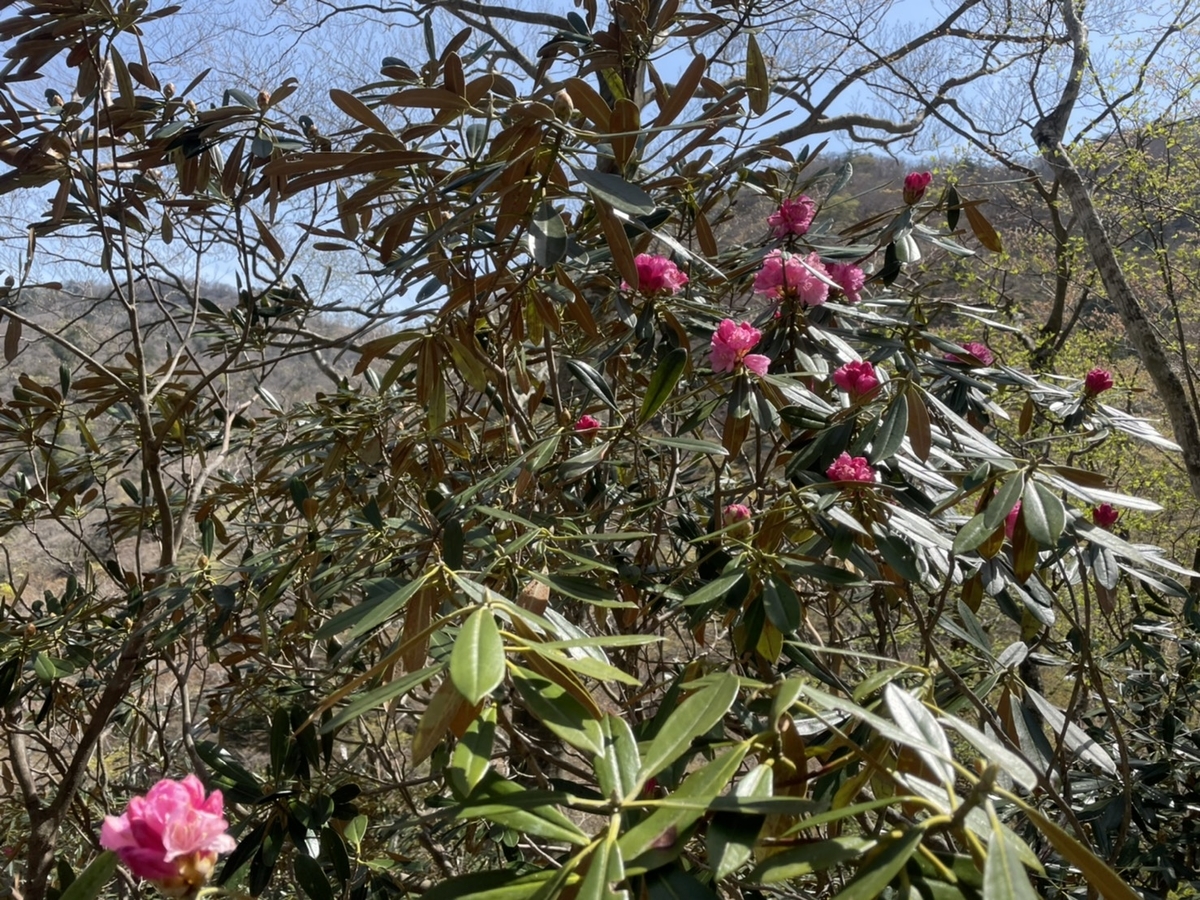 f:id:YamaTarou:20210507195633j:plain
