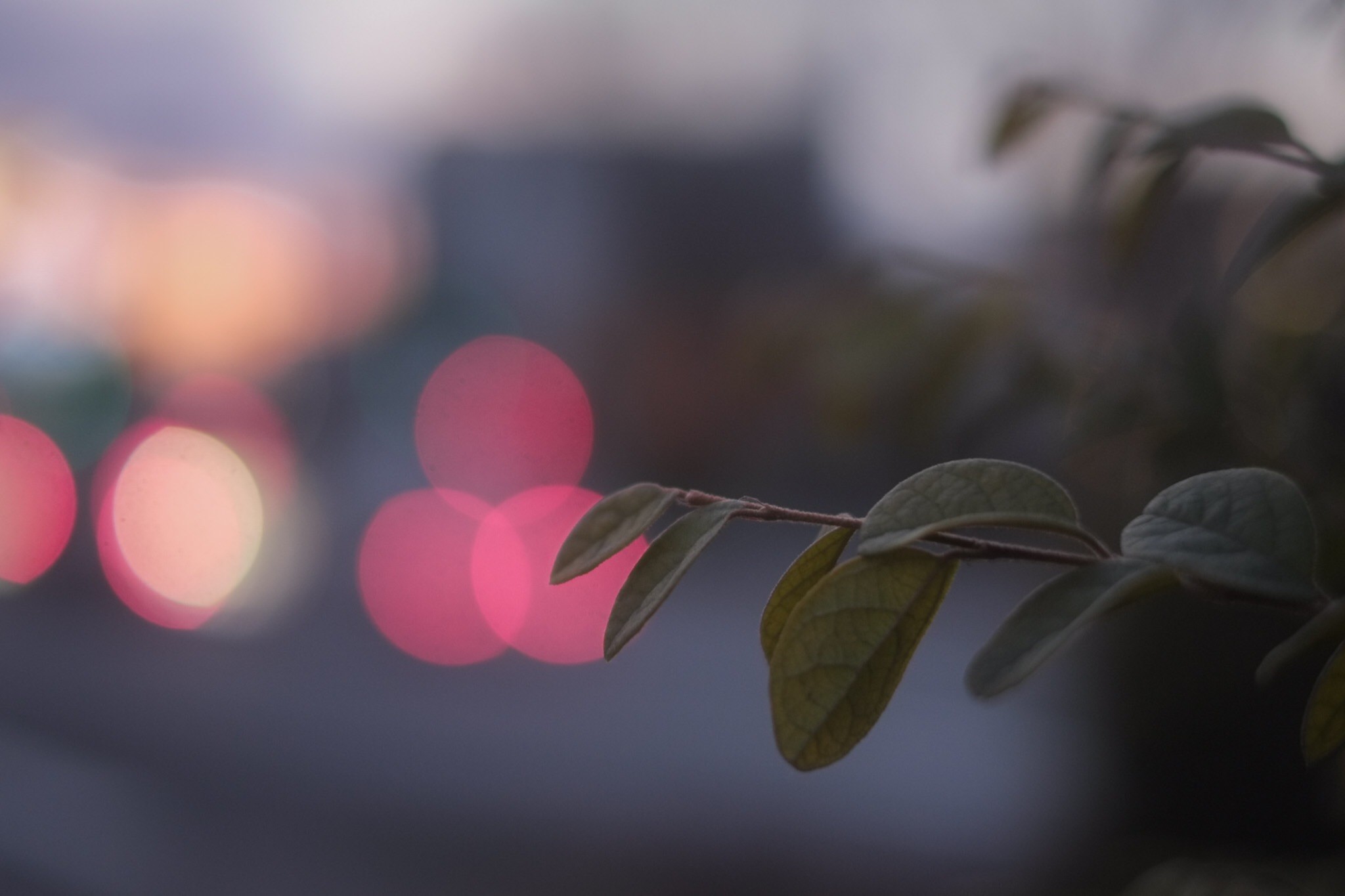 f:id:Yamadamado:20210118012026j:image