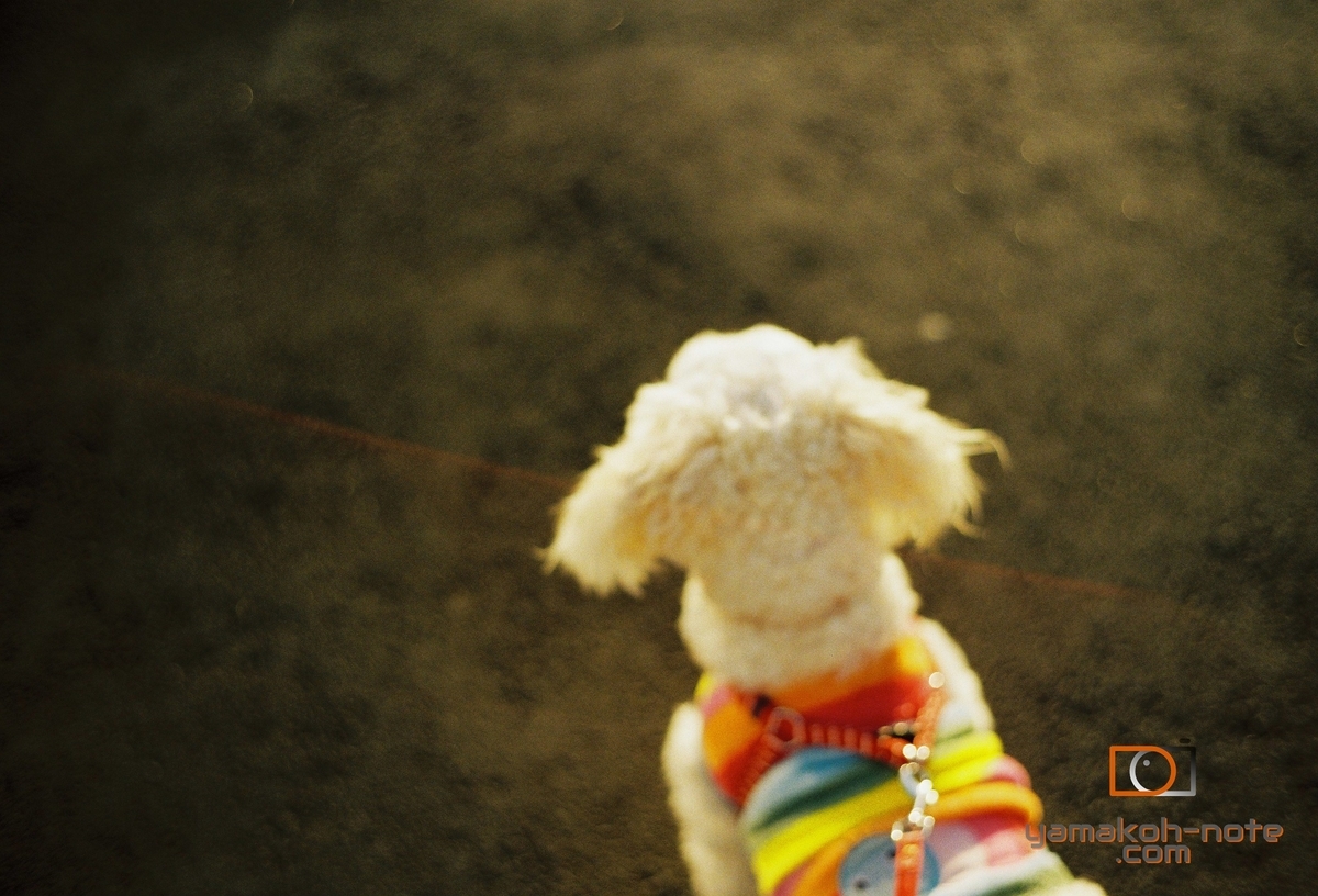 f:id:Yamakoh:20201231163450j:plain