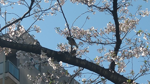 f:id:Yamalin:20240425211650j:image