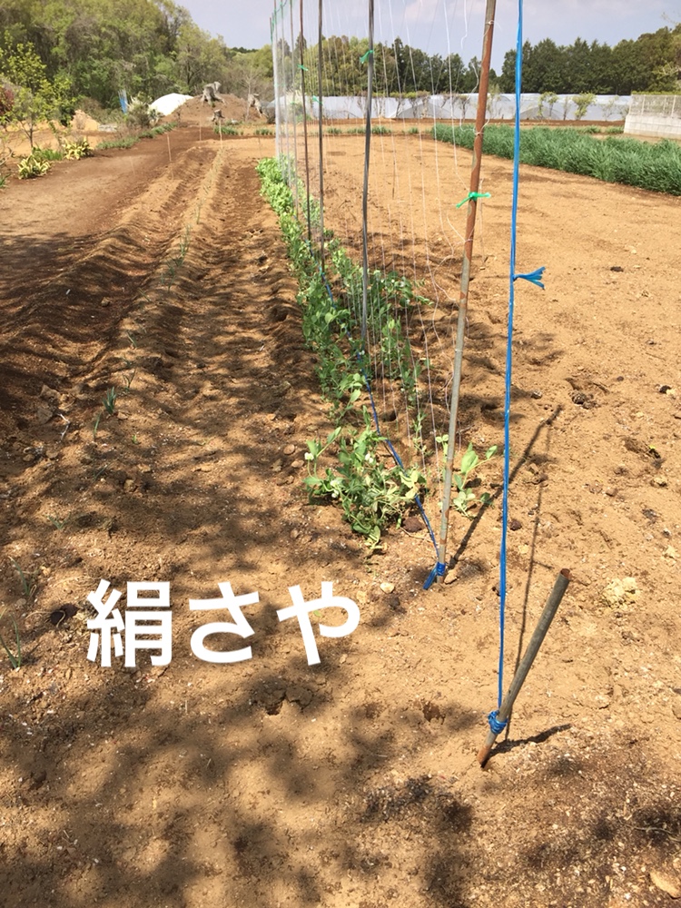 f:id:Yamanao:20180429003943j:plain f:id:Yamanao:20180429003943j:plain
