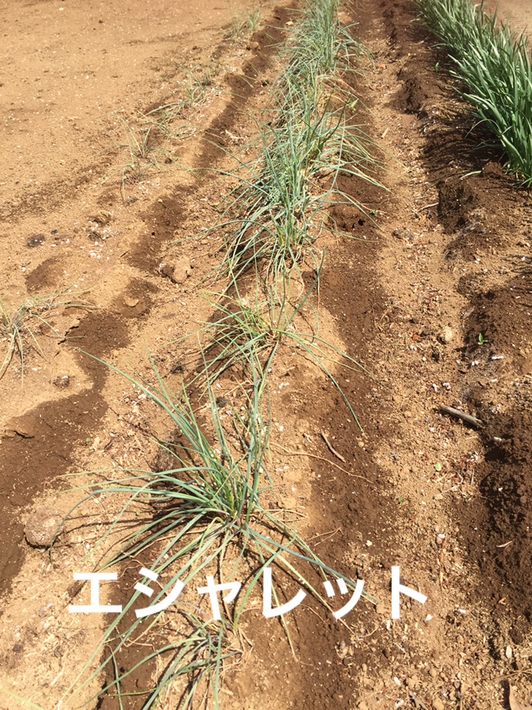 f:id:Yamanao:20180429004016j:plain f:id:Yamanao:20180429004016j:plain
