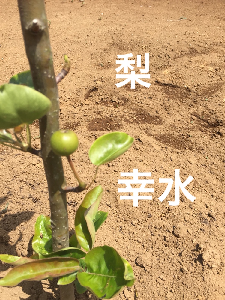 f:id:Yamanao:20180517232033j:plain f:id:Yamanao:20180517232033j:plain