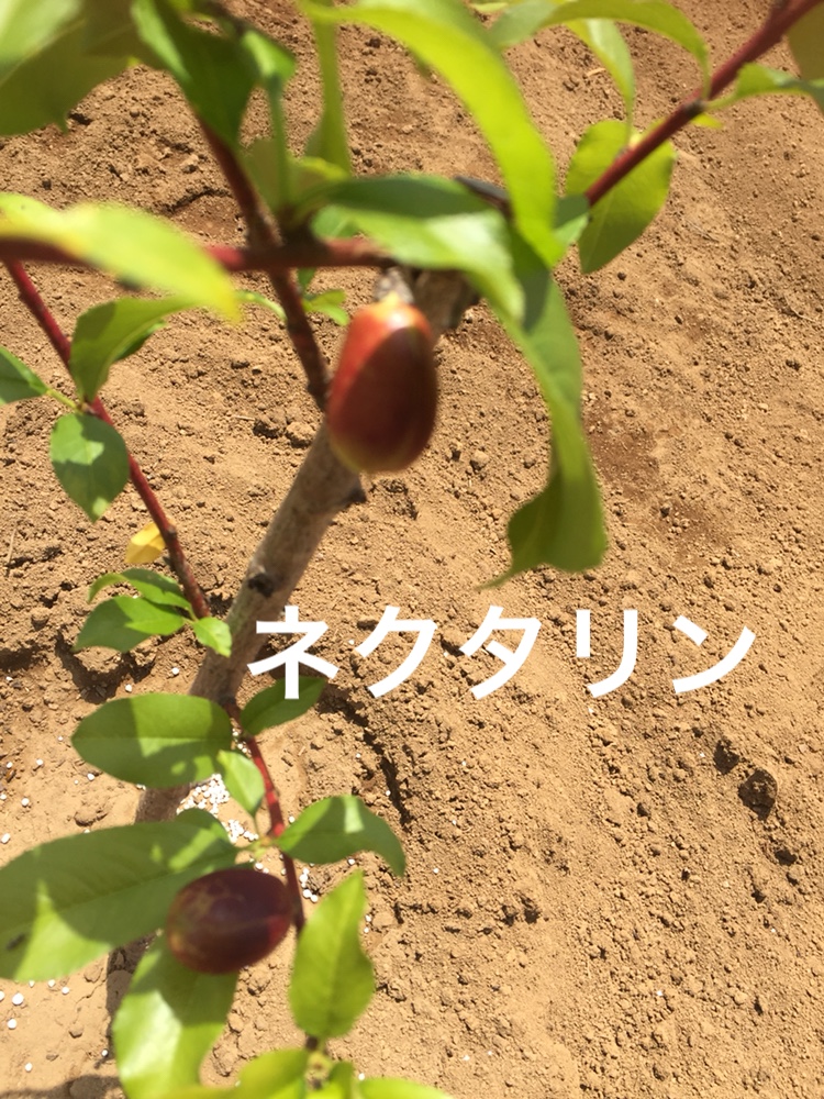f:id:Yamanao:20180517232048j:plain f:id:Yamanao:20180517232048j:plain