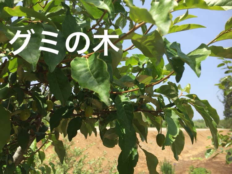 f:id:Yamanao:20180518131700j:plain f:id:Yamanao:20180518131700j:plain