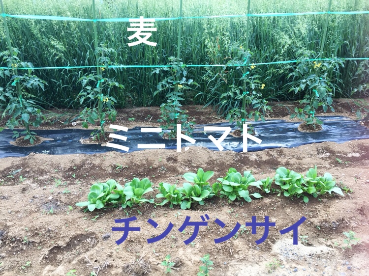 f:id:Yamanao:20180519190337j:plain f:id:Yamanao:20180519190337j:plain