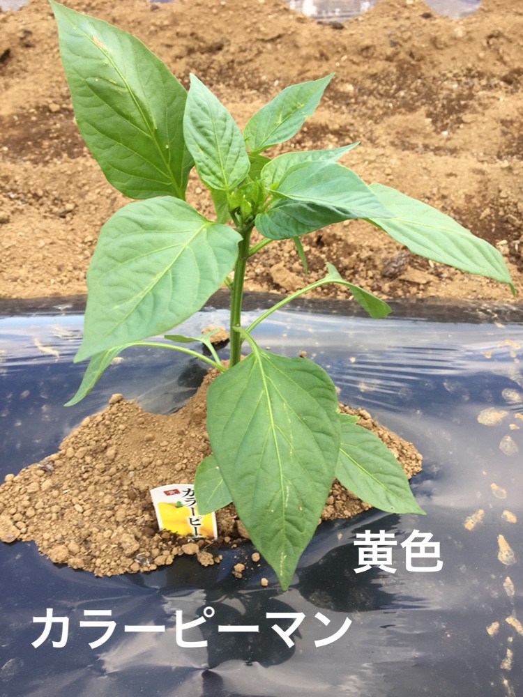f:id:Yamanao:20180519190350j:plain f:id:Yamanao:20180519190350j:plain