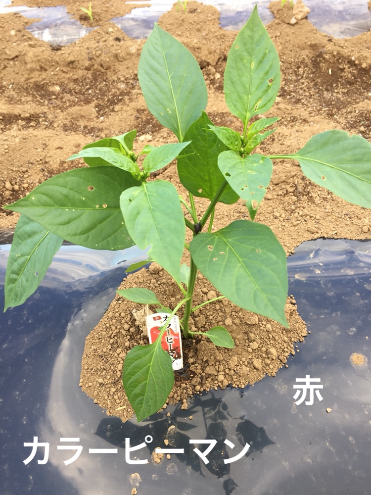 f:id:Yamanao:20180519190400j:plain f:id:Yamanao:20180519190400j:plain