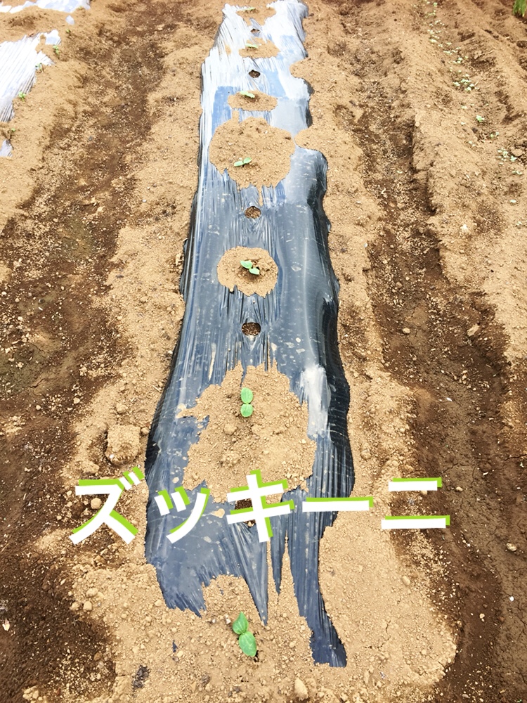 f:id:Yamanao:20180519190424j:plain f:id:Yamanao:20180519190424j:plain