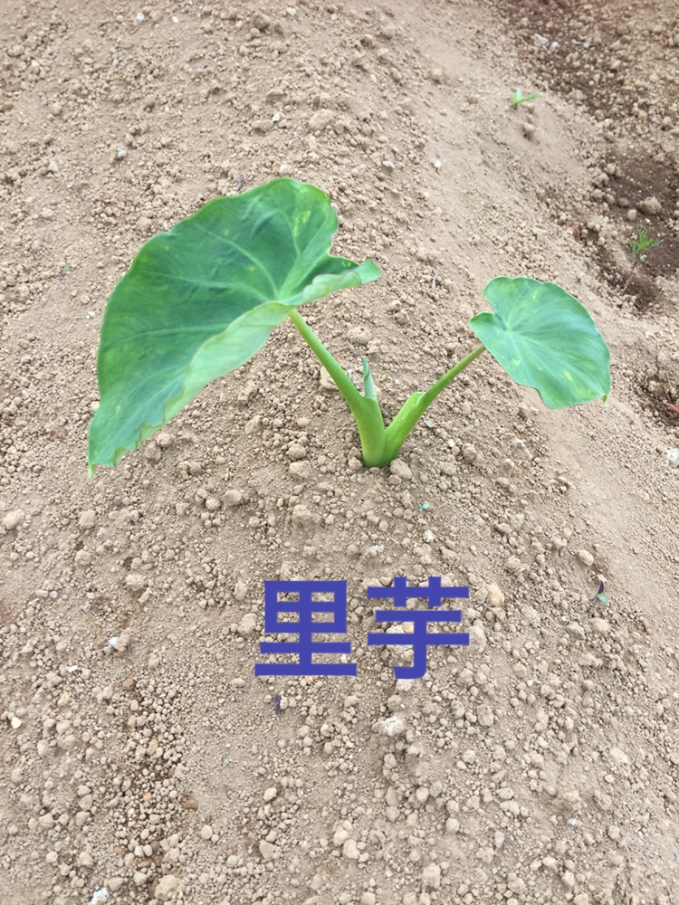 f:id:Yamanao:20180519190455j:plain f:id:Yamanao:20180519190455j:plain