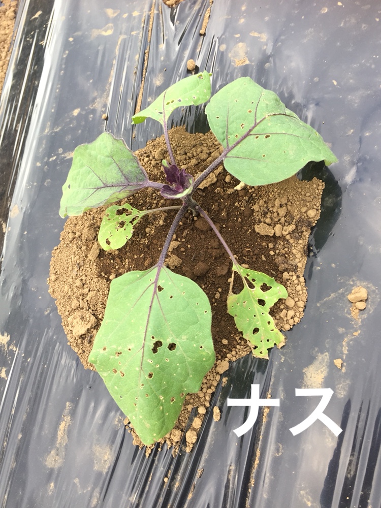f:id:Yamanao:20180519190547j:plain f:id:Yamanao:20180519190547j:plain