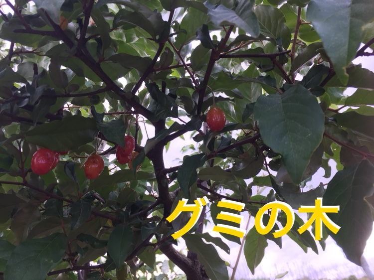 f:id:Yamanao:20180519190600j:plain f:id:Yamanao:20180519190600j:plain