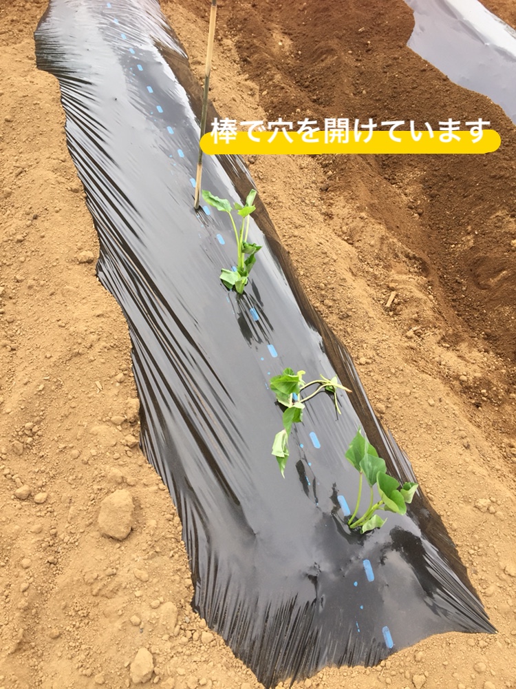 f:id:Yamanao:20180525124435j:plain f:id:Yamanao:20180525124435j:plain