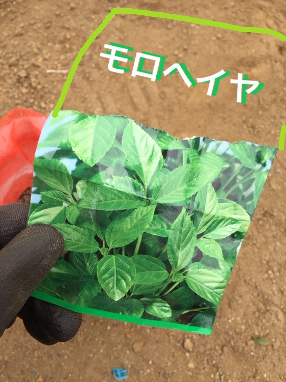 f:id:Yamanao:20180525124509j:plain f:id:Yamanao:20180525124509j:plain