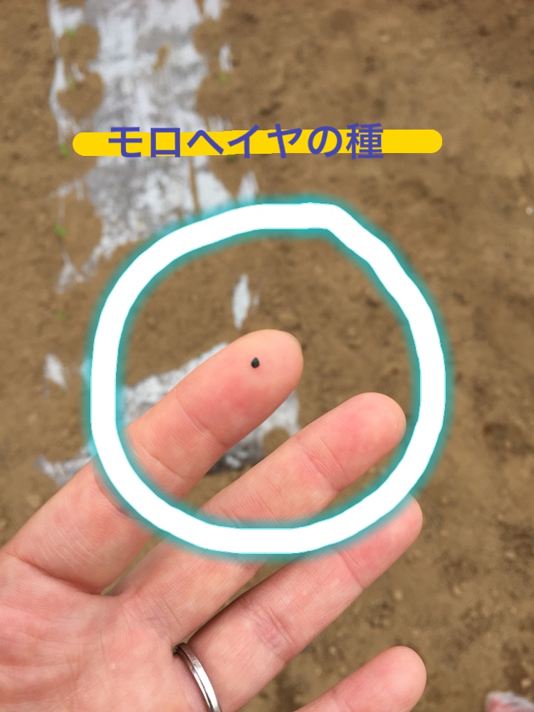f:id:Yamanao:20180525124519j:plain f:id:Yamanao:20180525124519j:plain